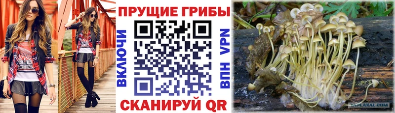 Галлюциногенные грибы Cubensis  где купить наркотик  Тавда 
